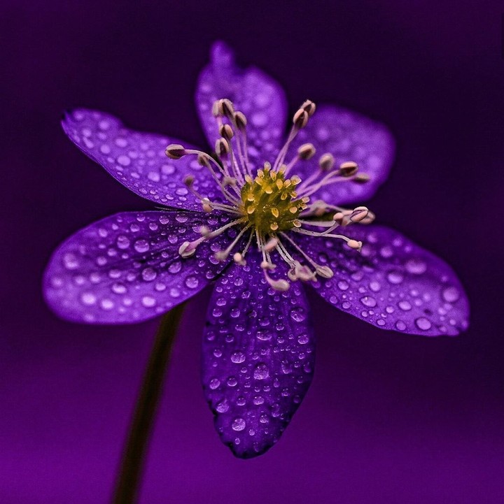 droplets