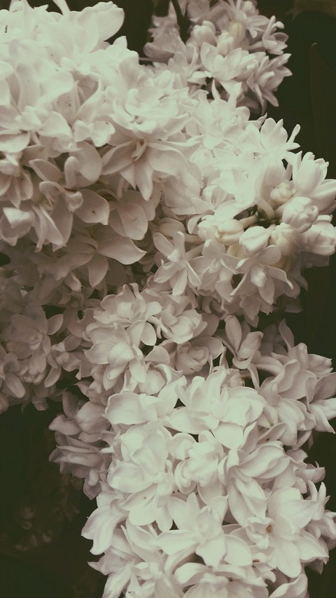 Lovely flowers