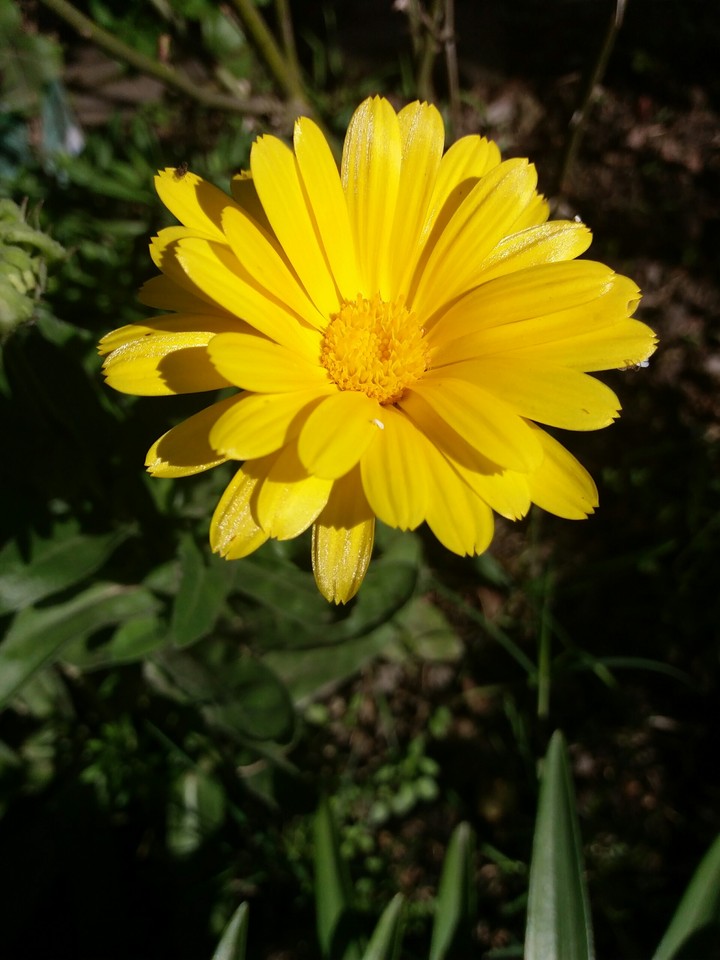 flor
