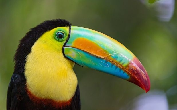 tucan