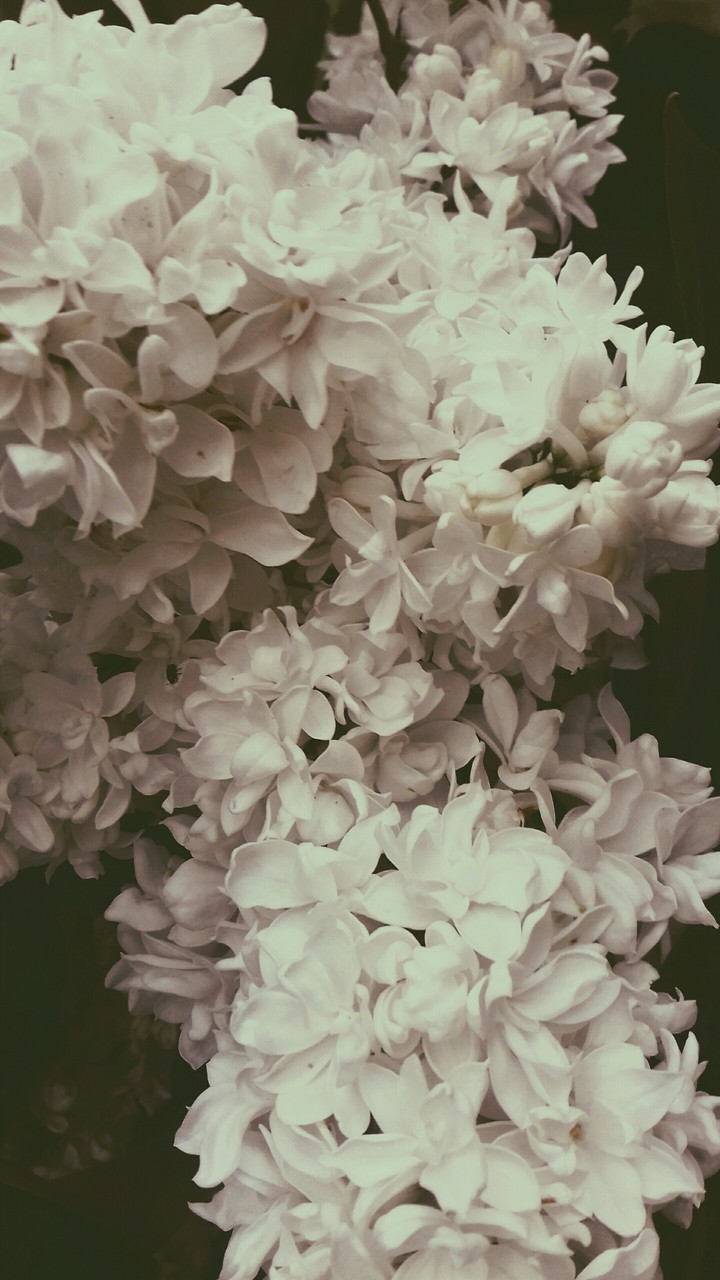 Lovely flowers