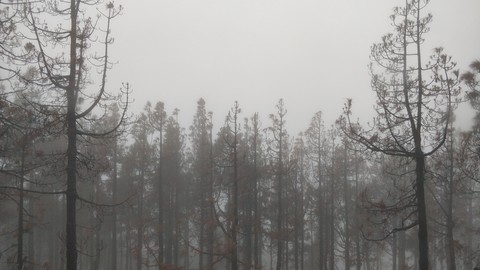 niebla