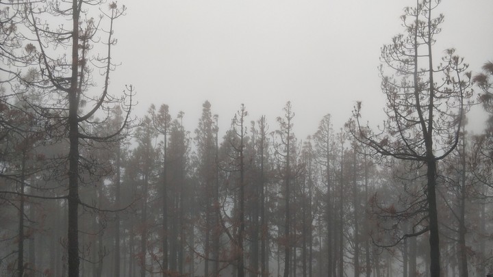 niebla