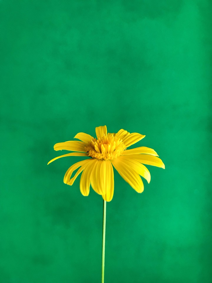 yellow flower