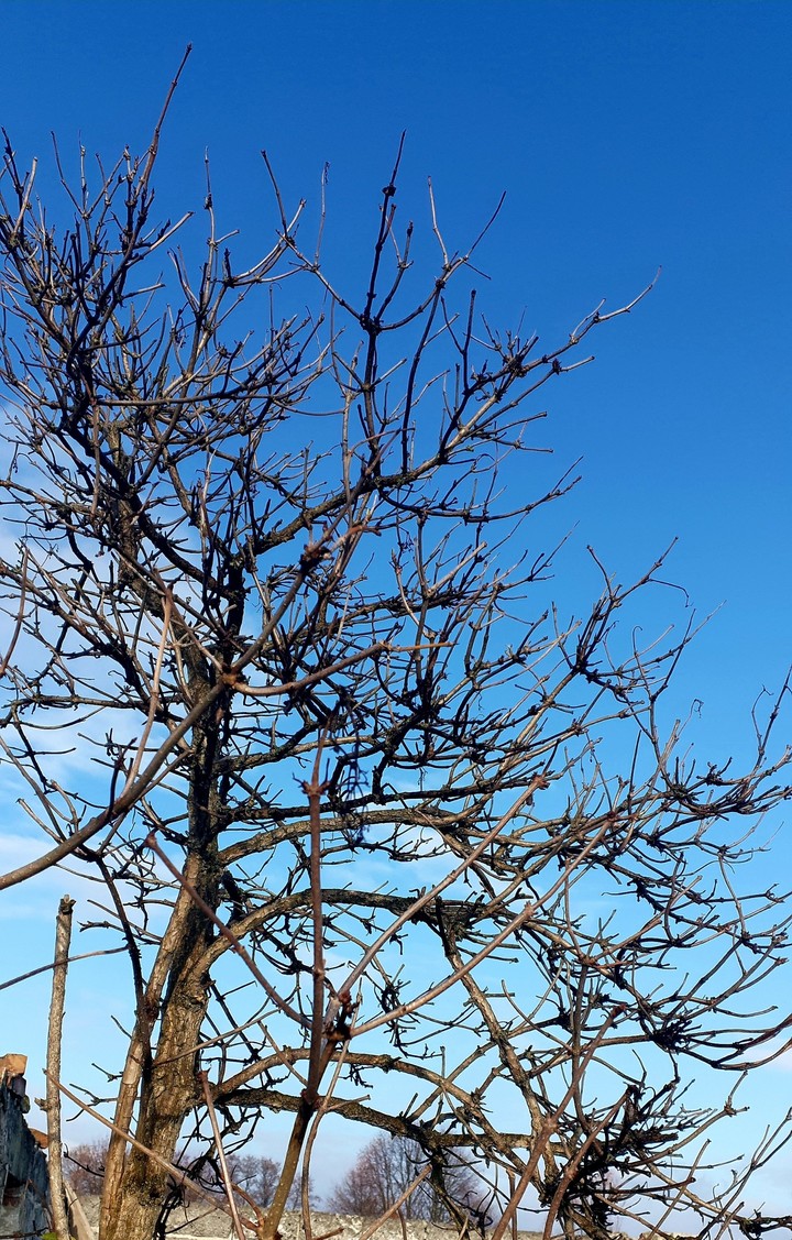 tree