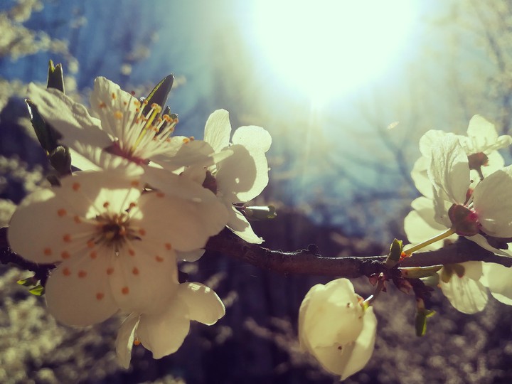 Sunny