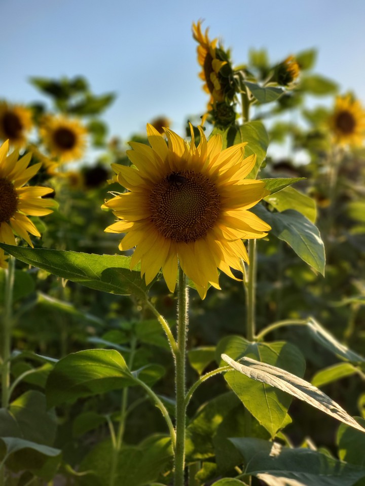 sunflowers
