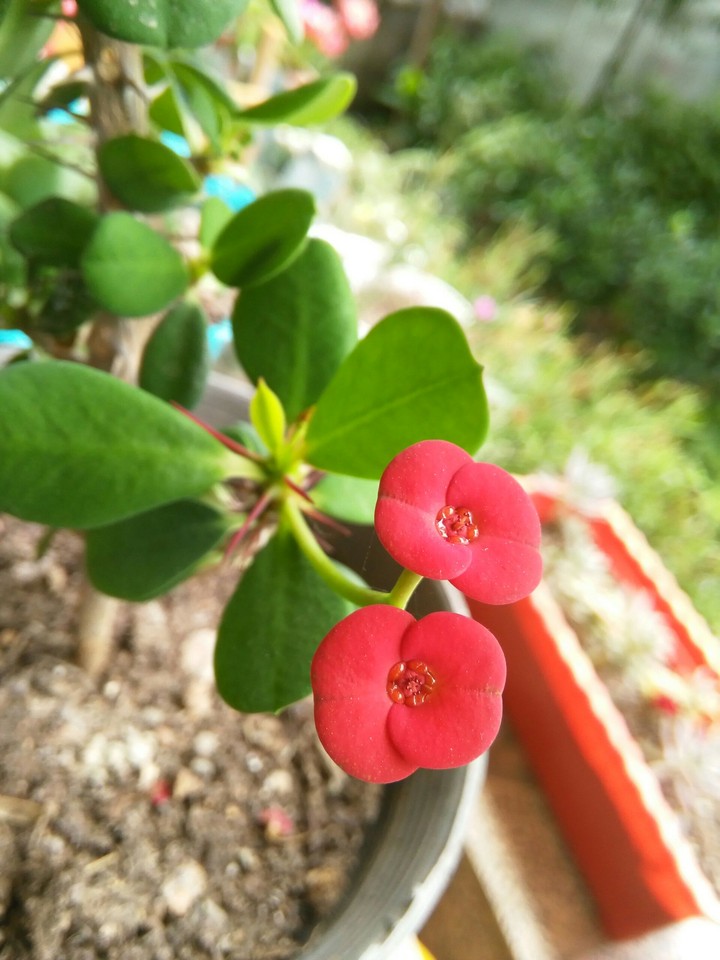 flower