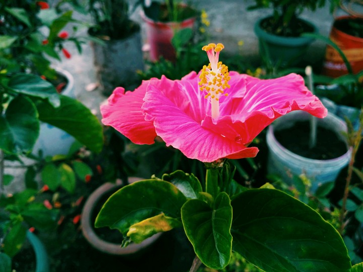 Hibiscus