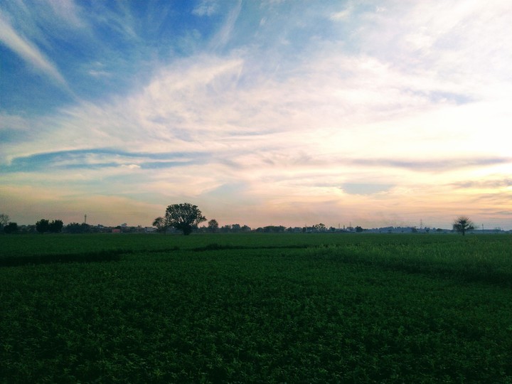 Chaudhary Farms