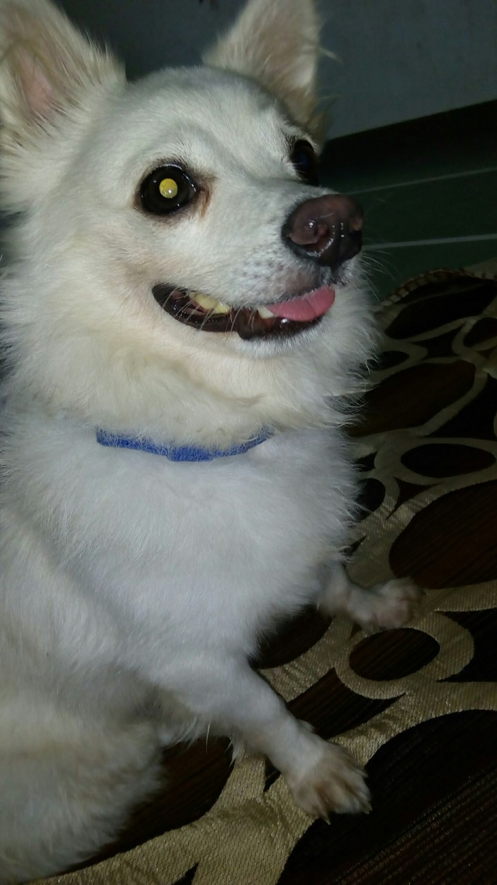 dog