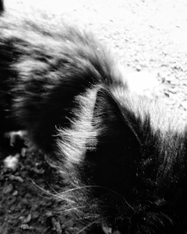 Cat Ear (B&W Edition)