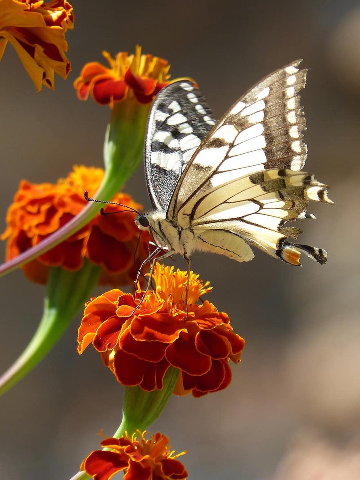 butterfly