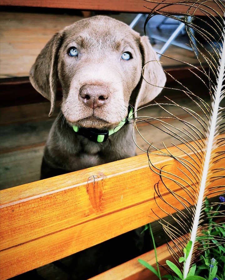 Labrador