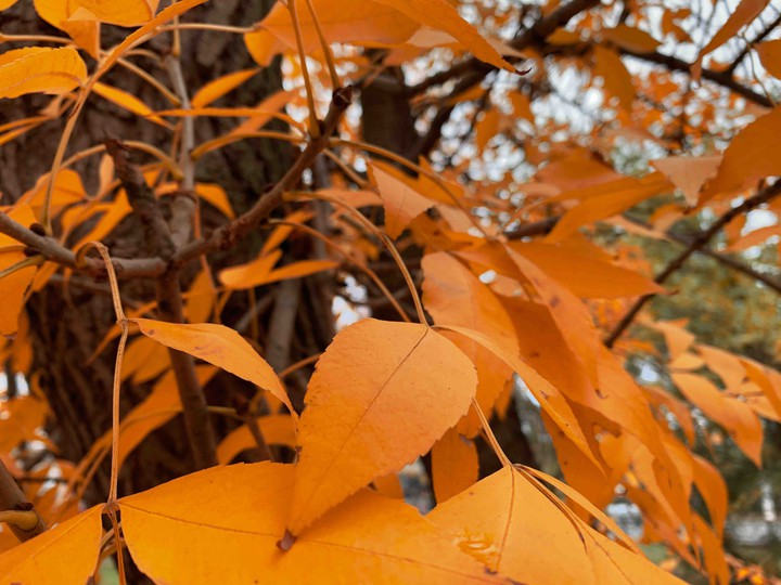 autumn