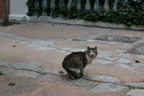 Fraidy Cat
