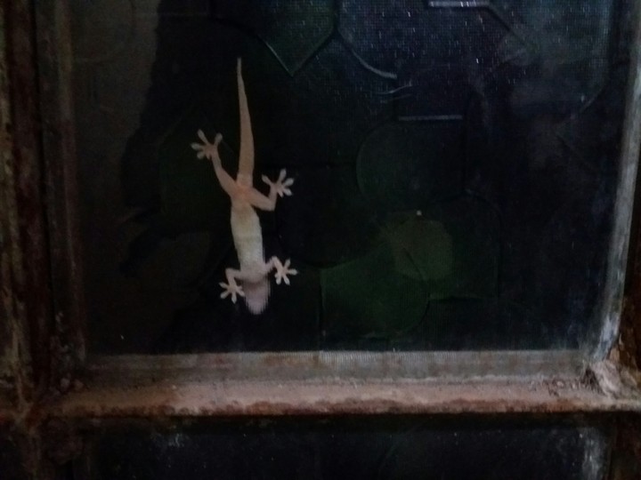 lizard is the glass