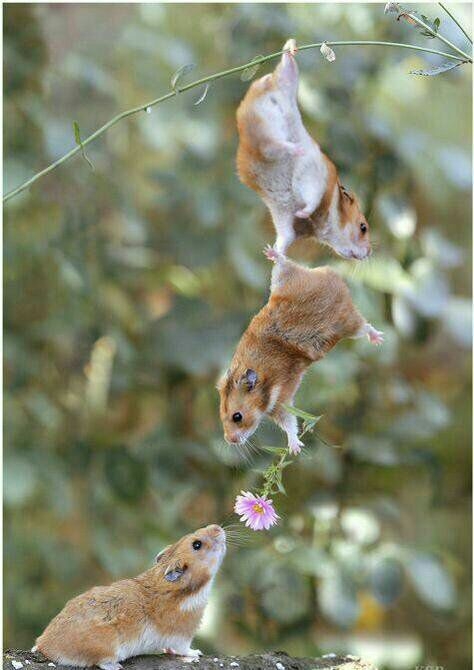 you are my flower