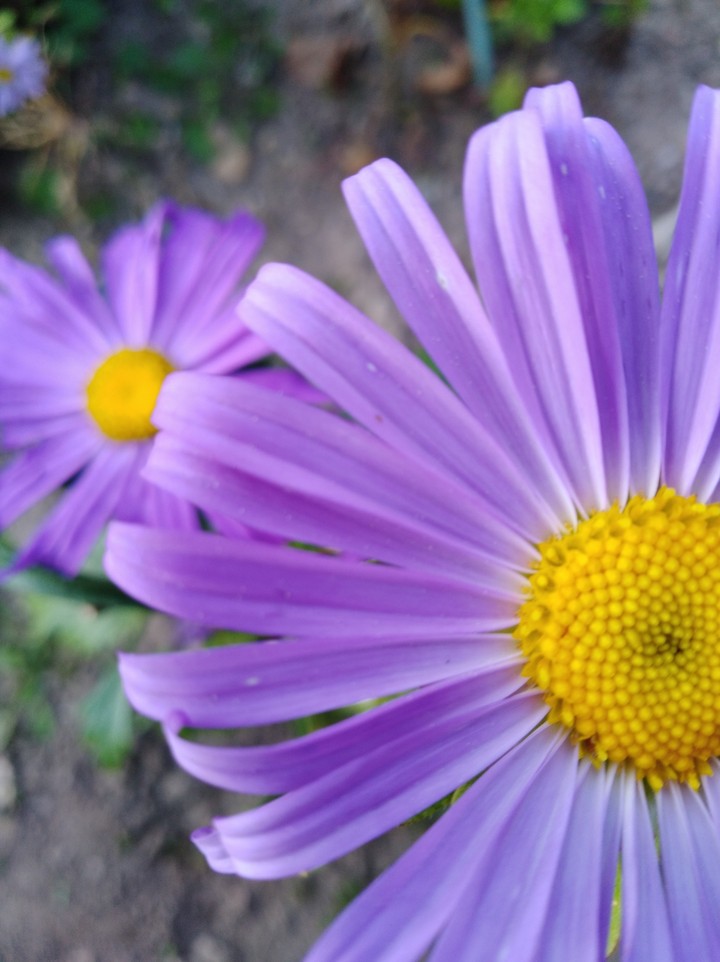 il giardino d i fiori