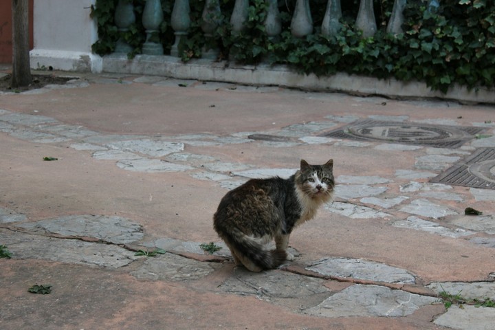 Fraidy Cat