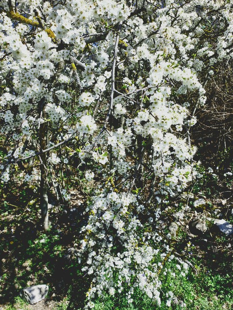 fleurs
