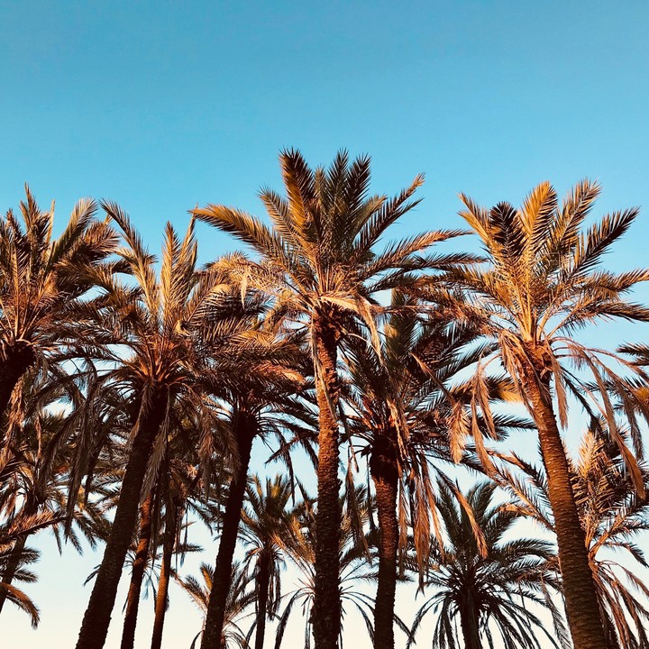 fondos de pantalla cycad, babassu