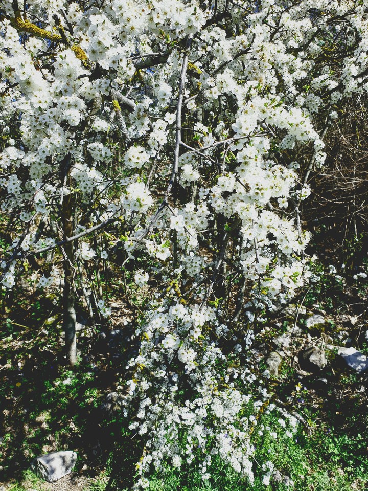 fleurs