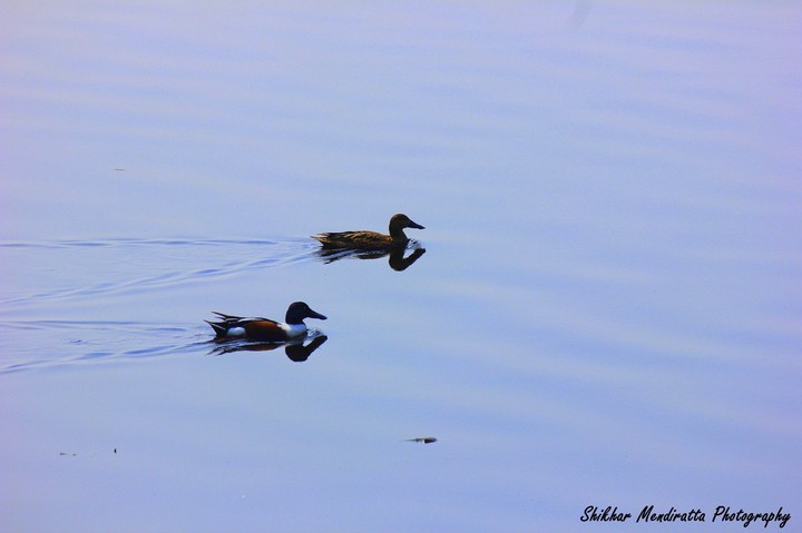 Quack - Quack