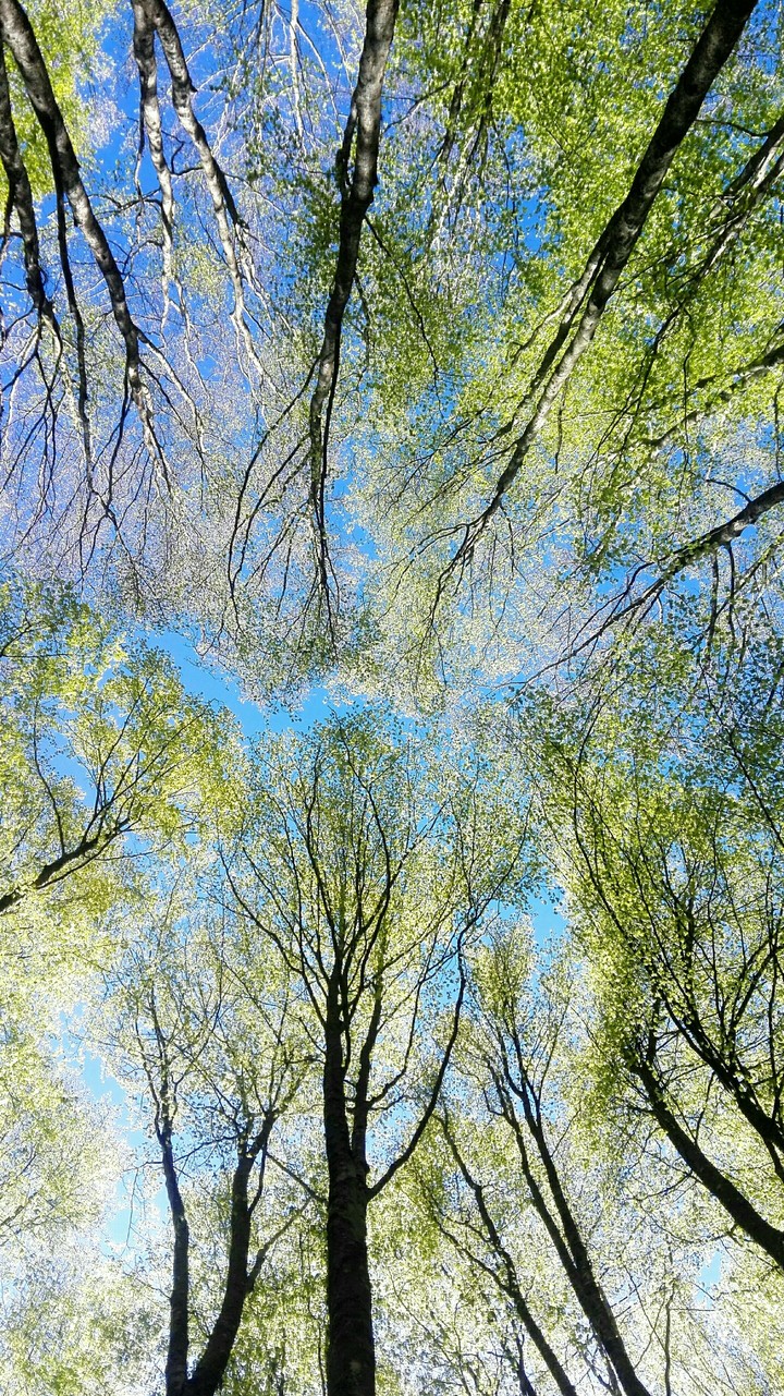 Into the woods.