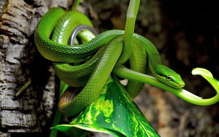 green snakes