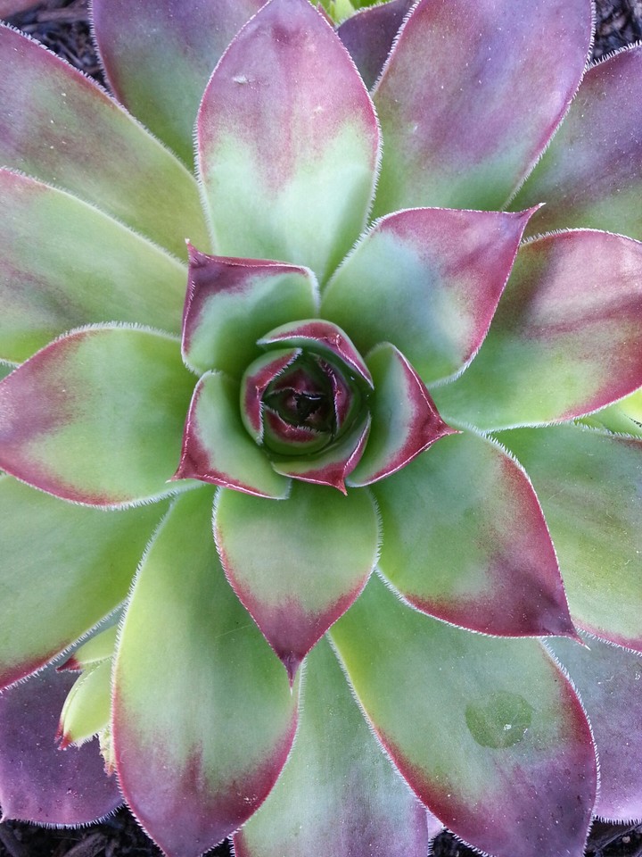 Natur
