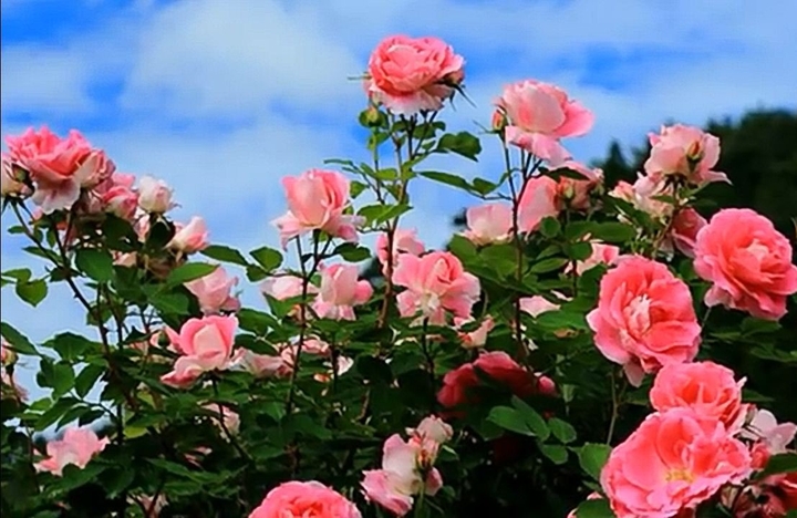pinkish roses