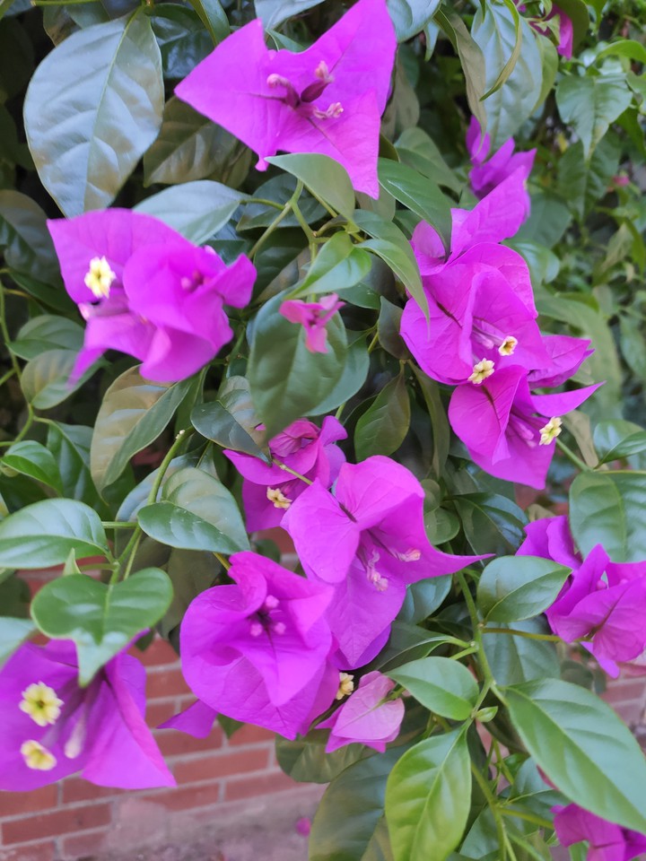Bougainvillea