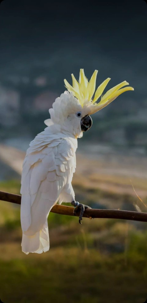 обои Parrot, feather
