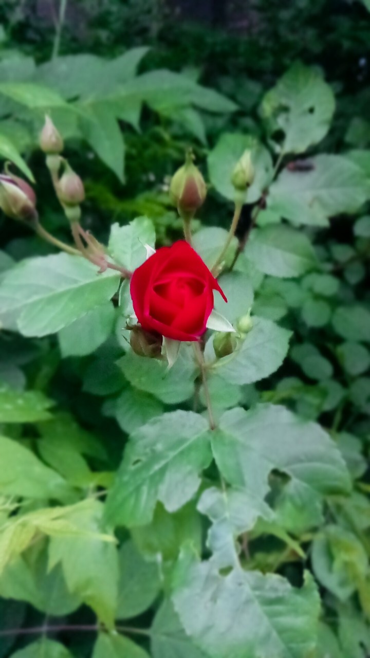 Red rose
