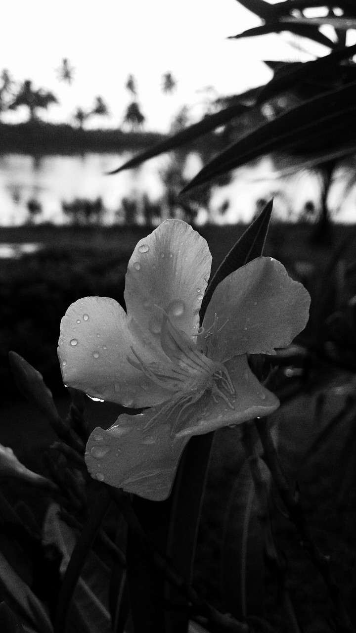 Black n white shades