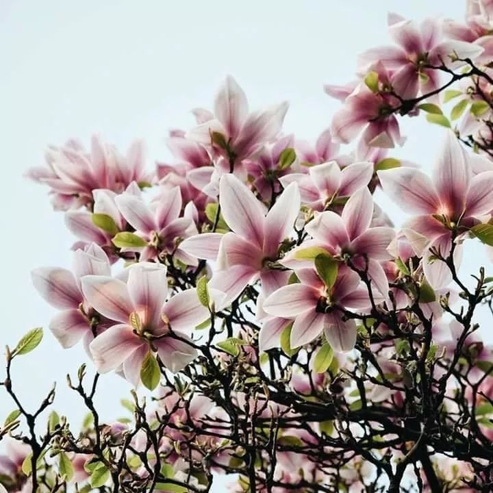 magnolia