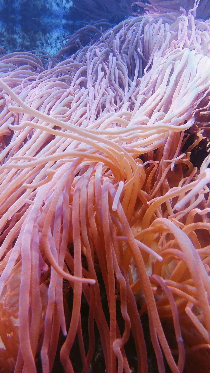 pink anemone