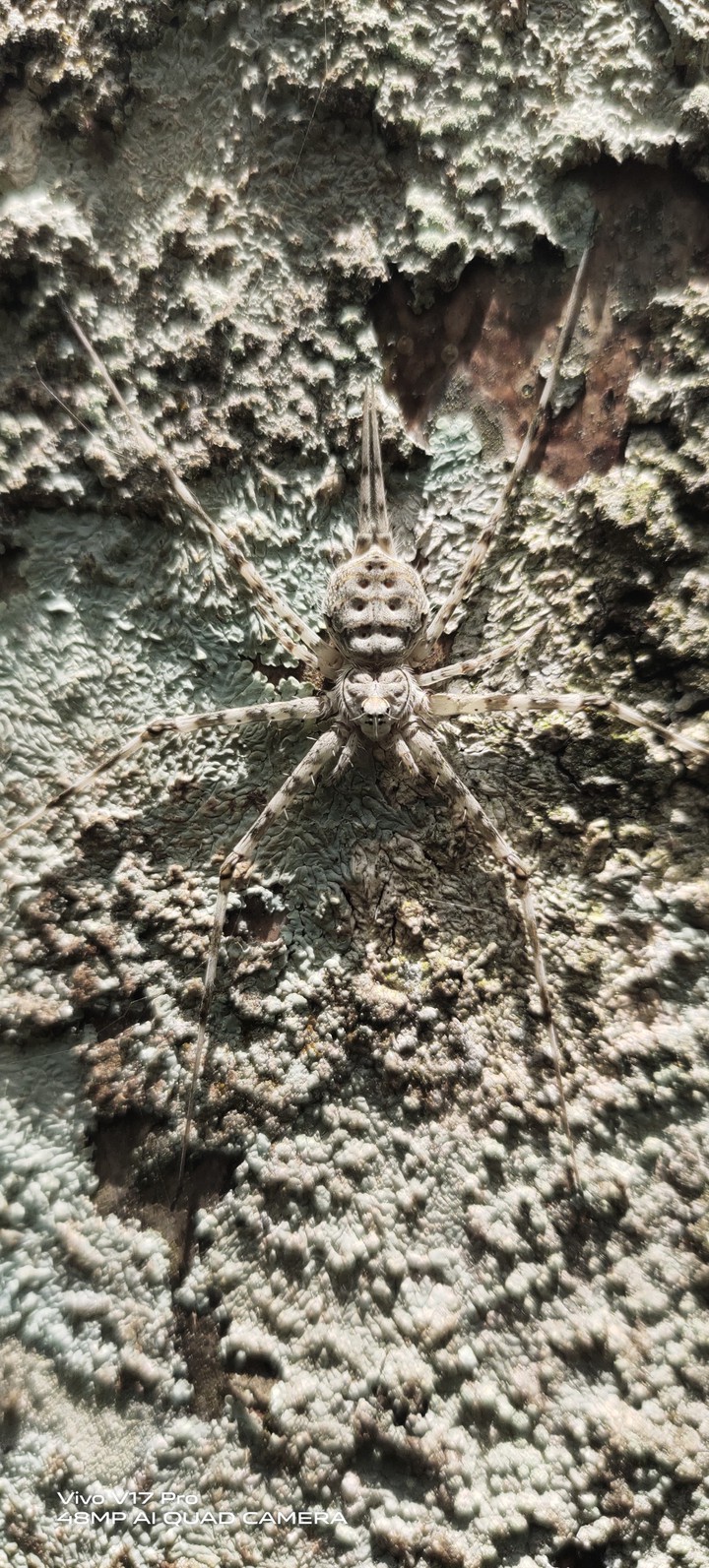 spider on tree