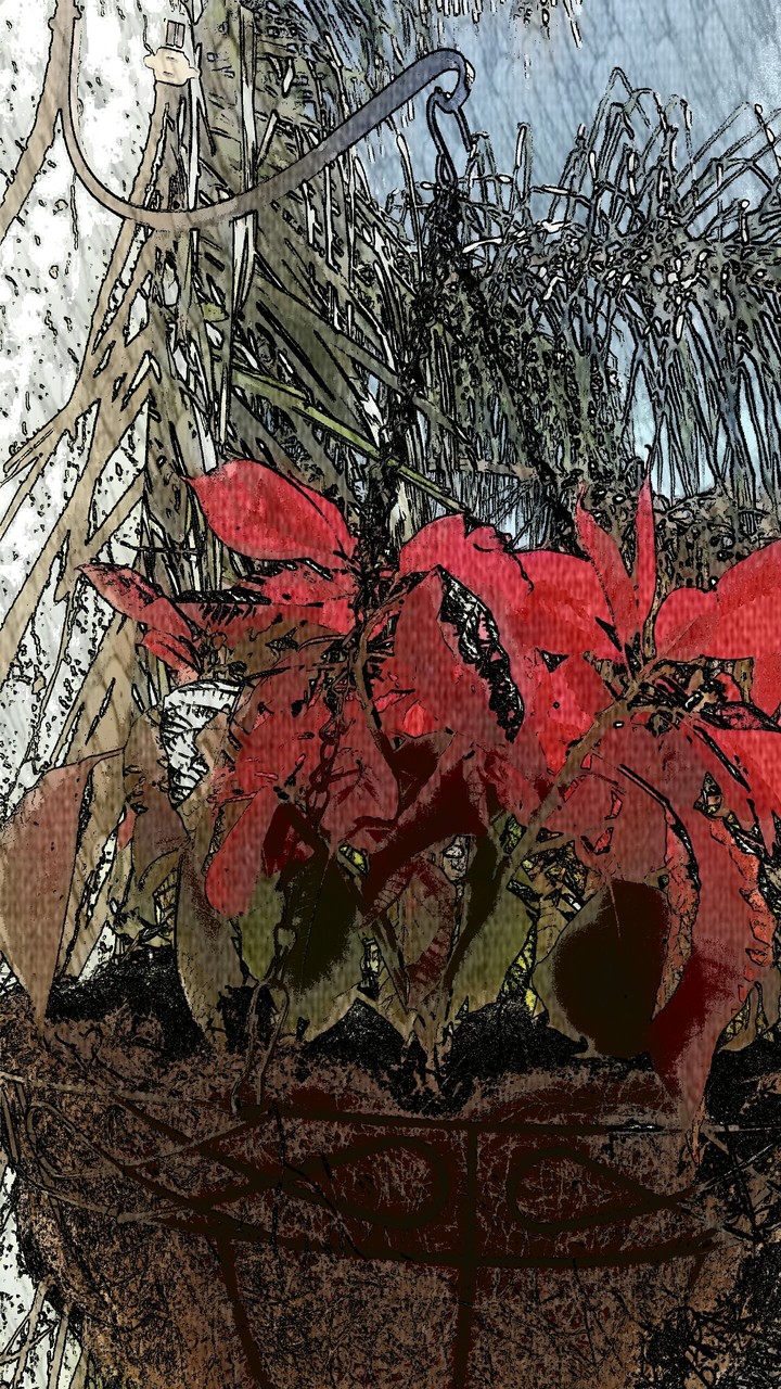 , poinsettias in a hanging basket