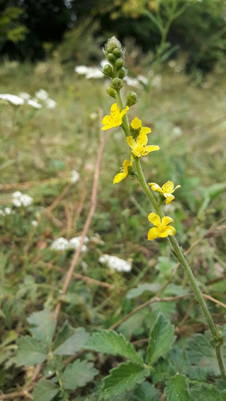 yellow flower