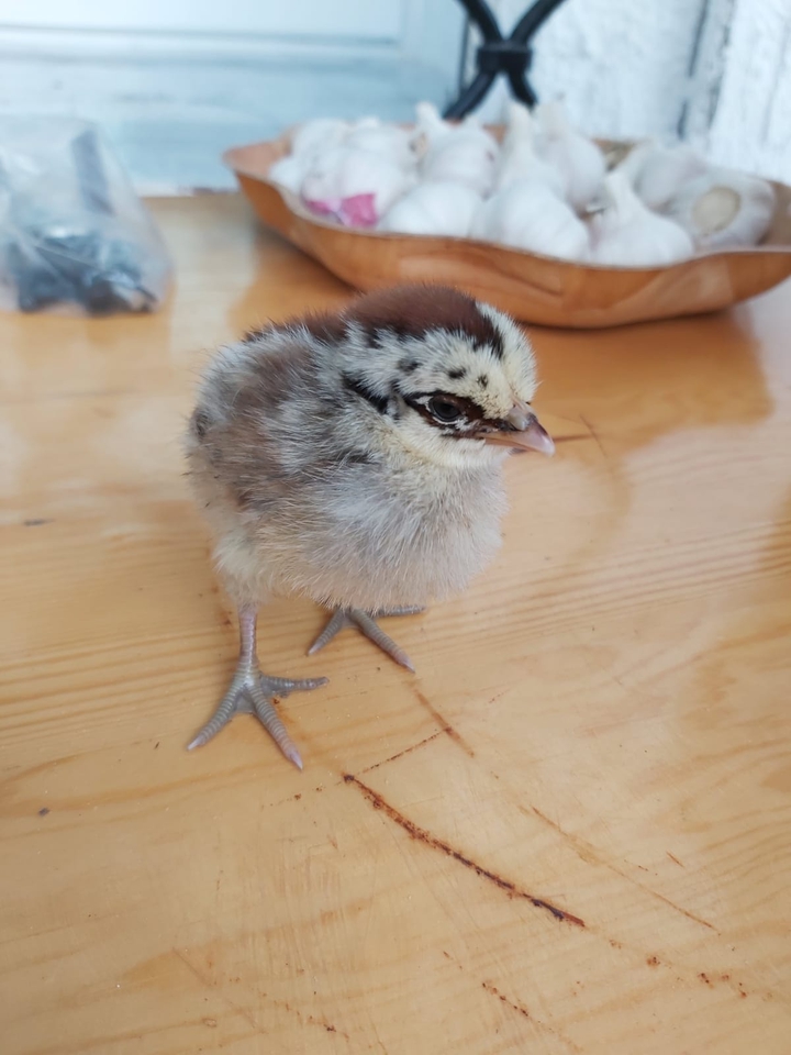 Cute