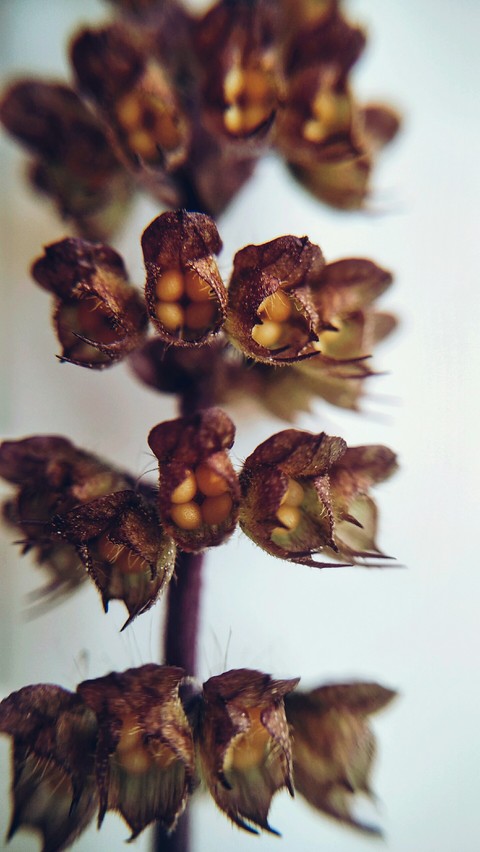 tulsi flowers