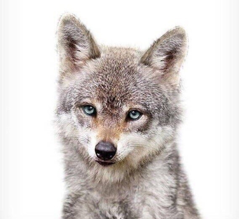 ταπετσαρίες jackal, fauna