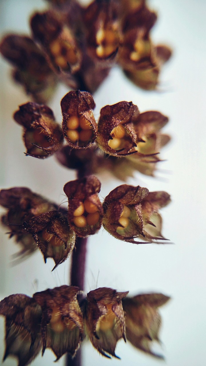 tulsi flowers