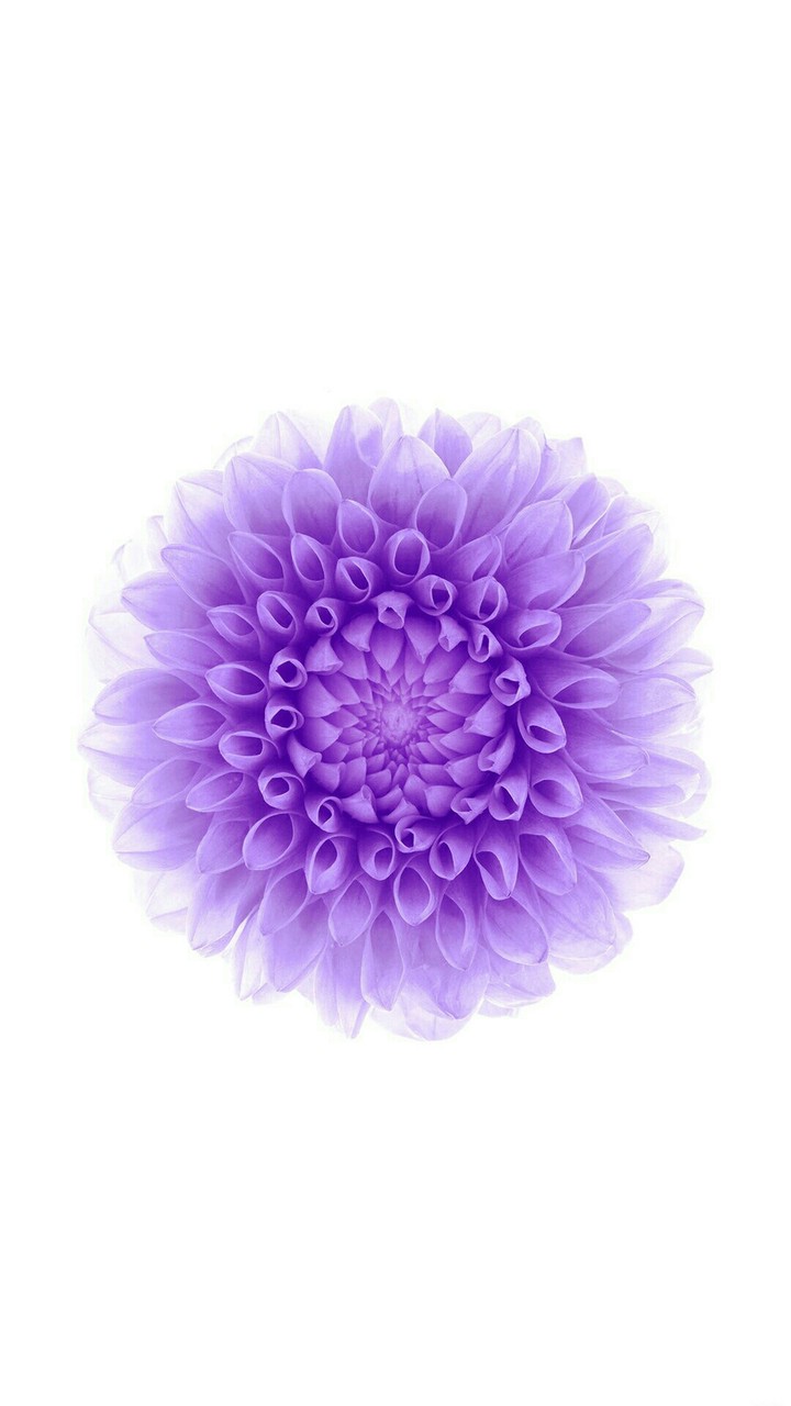 abstract flower