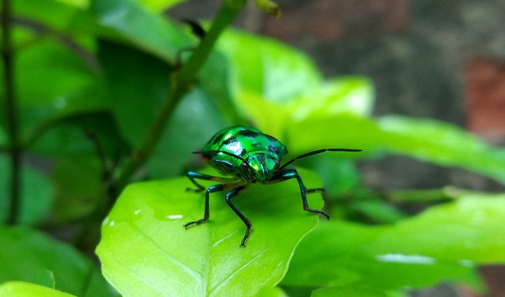 #Insect