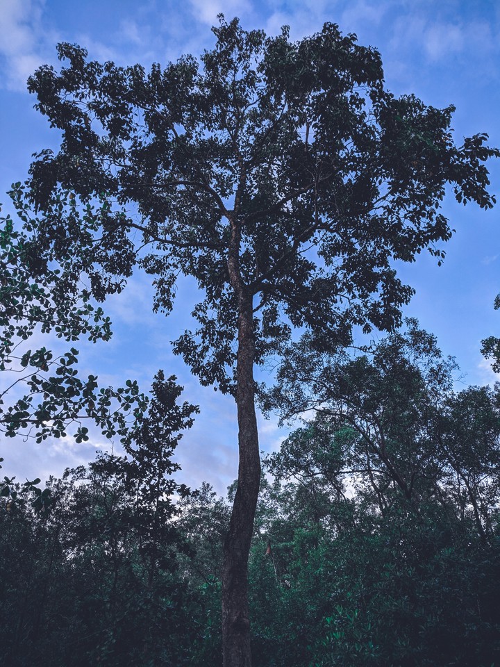 Tree