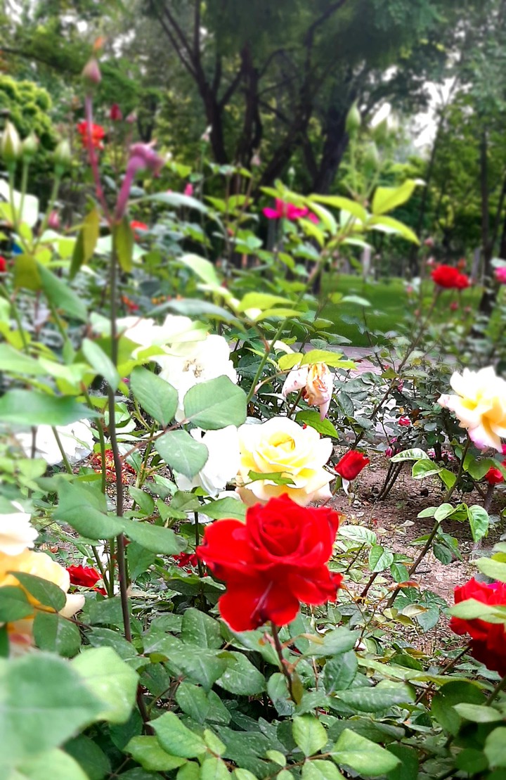 گلهای زیبا