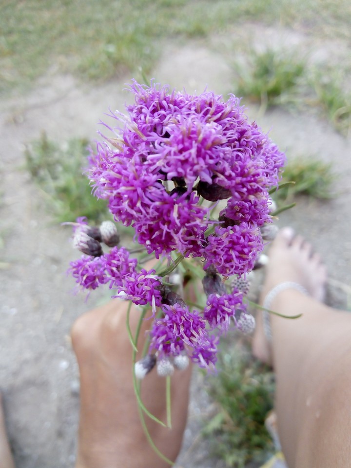 violetas silvestres